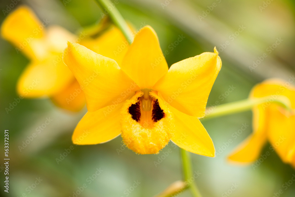 Yellow orchid flowers in the flower garden Yellow orchid flowers in the flower garden