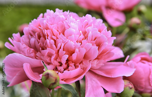 Closeup of peony flowers