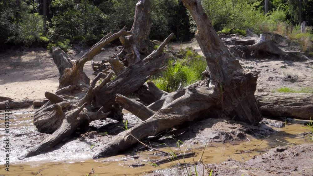 trockene Heide Landschaft Senne mit Wasser Knappheit