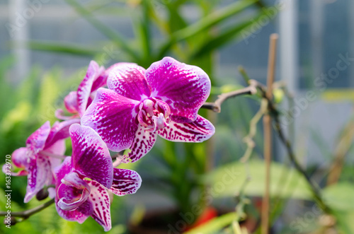 one lovely red orchid from asia