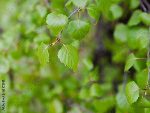 some green leaf from the birch