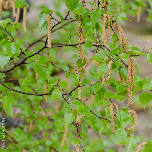 One birch full of pollen in spring