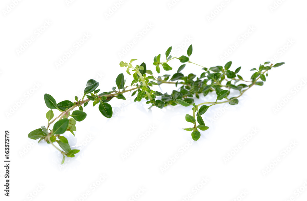 twig of fresh thyme on white background twig of fresh thyme on white background