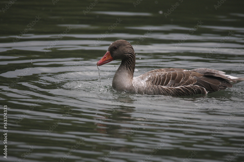 Fototapeta premium Graugans
