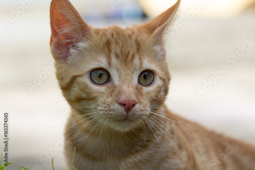 Fototapeta Naklejka Na Ścianę i Meble -  portrait of a little red kitten