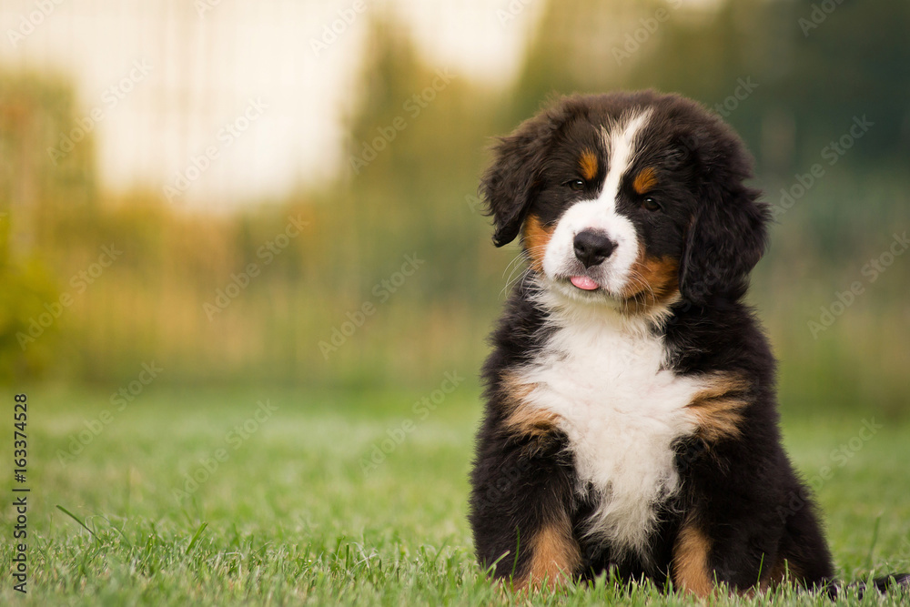 Bernese mountain dog puppy