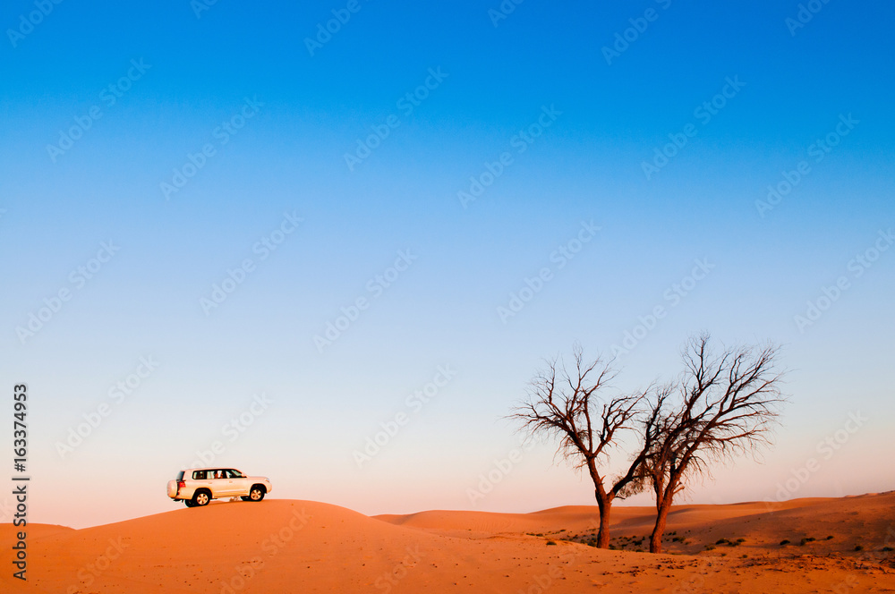 Desert trip, desert safari, dead tree