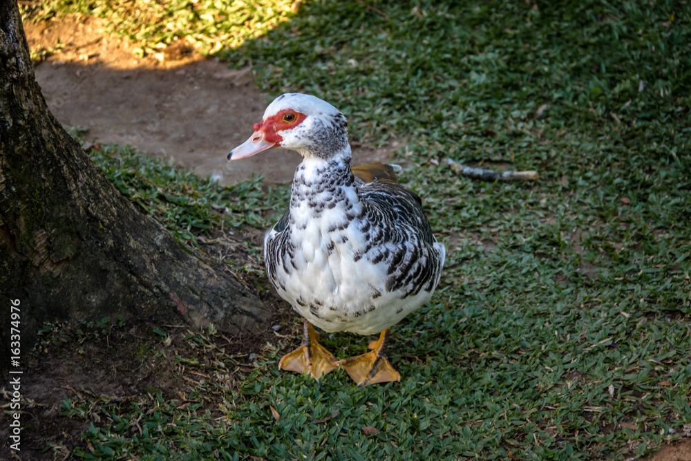 Muscovy Duck at Lago Negro (Black Lake) - Gramado, Rio Grande do Sul, Brazil Muscovy Duck at Lago Negro (Black Lake) - Gramado, Rio Grande do Sul, Brazil