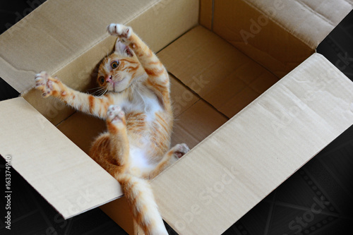 Orange kitten left in a brown paper box