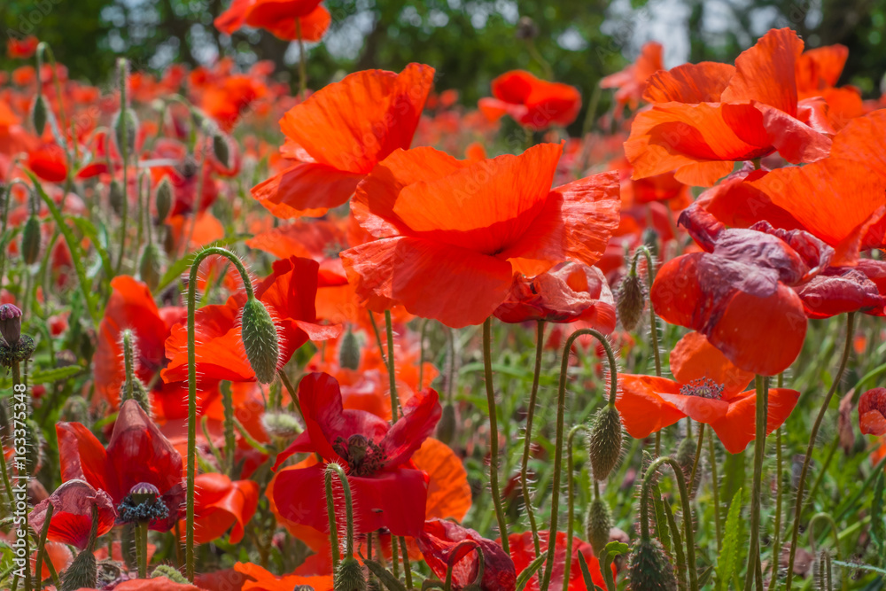 Obraz premium Camp de coquelicots. Gros plan.
