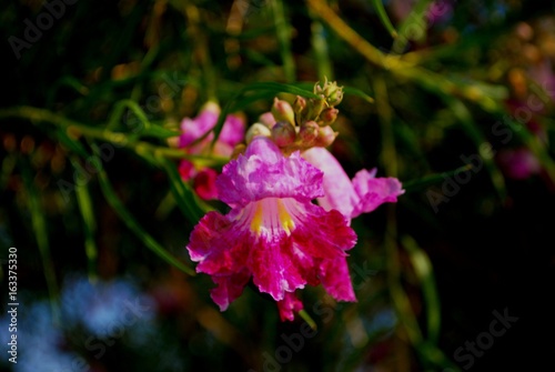 Pnik Flowers  photo