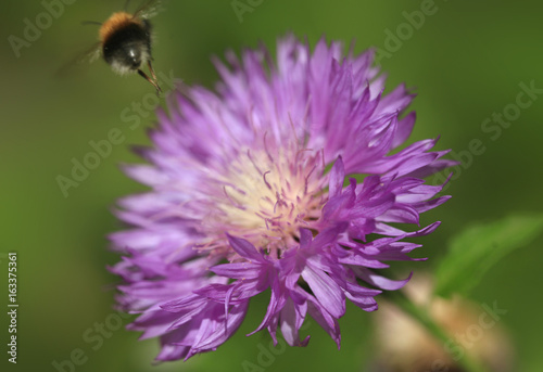 bumble bee over violet flower