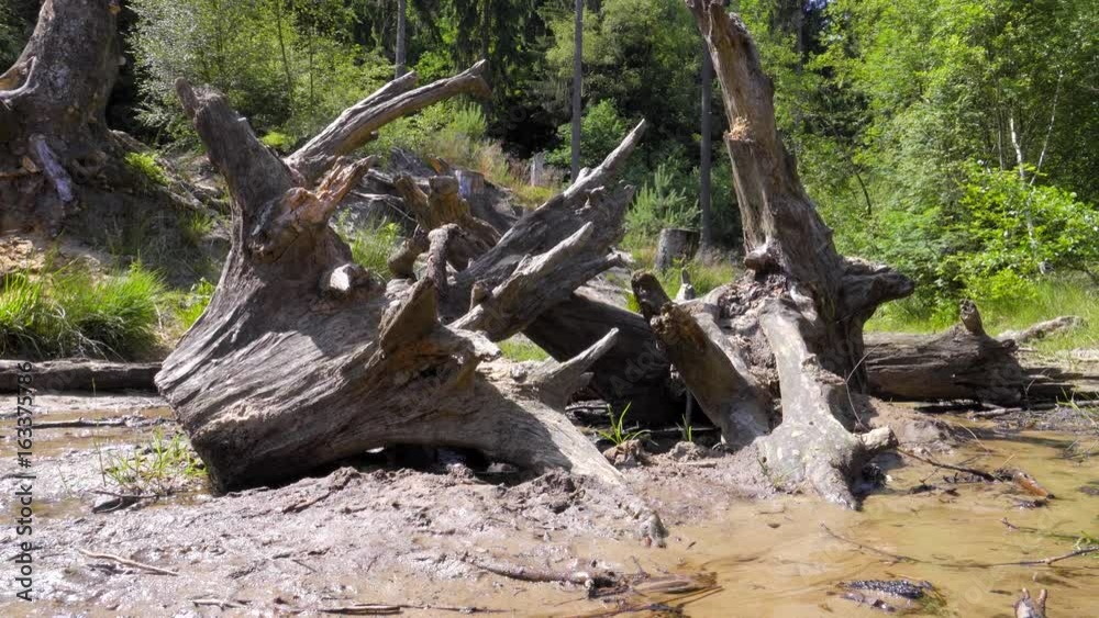 trockene Heide Landschaft Senne mit Wasser Knappheit trockene Heide Landschaft Senne mit Wasser Knappheit