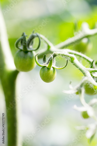 Young green cherry tomato plant