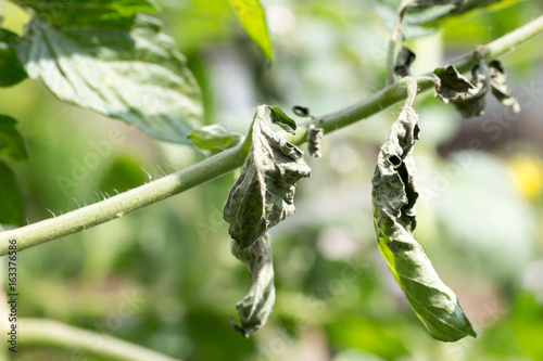 Tomato plant infected tomato spotted wilt virus also known as TSWV