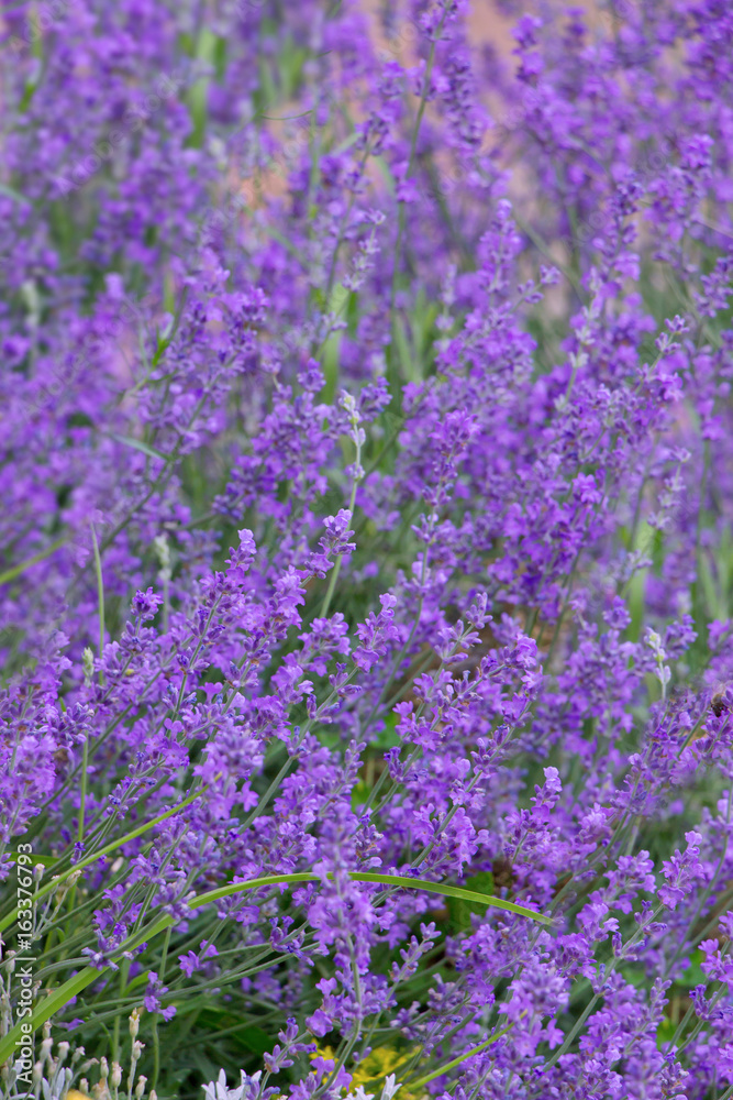Fototapeta premium Blossoming Lavender in the garden, nature background.Beautifull purple flowers