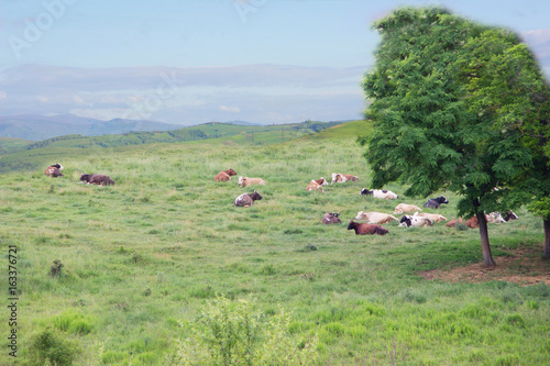 Cows lying on the pasture.Green meadow blue sky.Village or farmland background