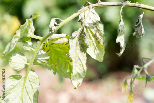 Valokuva Tomato plant infected tomato spotted wilt virus also known as TSWV