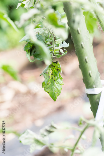 Tomato plant infected tomato spotted wilt virus also known as TSWV