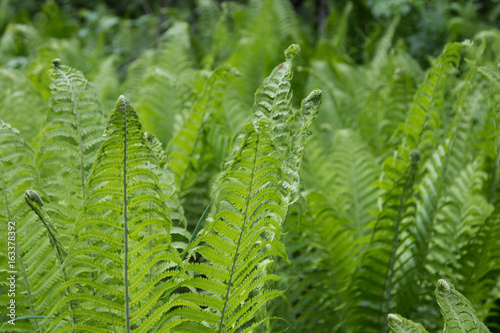 Young fern in the forest.