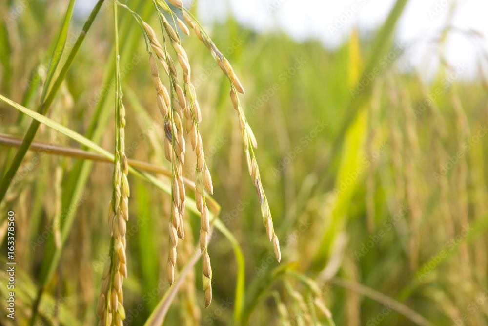 rice field in north Thailand, nature food landscape background. rice field in north Thailand, nature food landscape background.