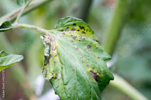 Photography Tomato plant infected tomato spotted wilt virus also known as TSWV