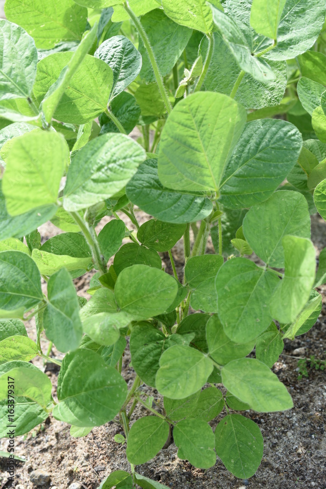 枝豆 枝豆