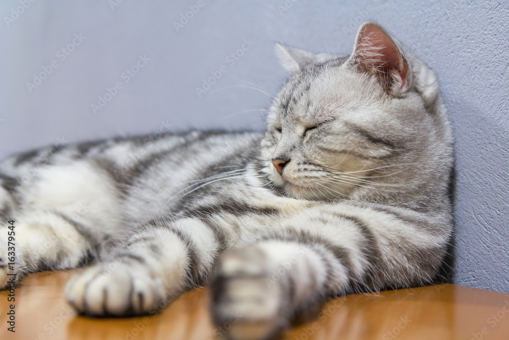 american shorthair rolled around on the table / american shorthair sleep on table american shorthair rolled around on the table / american shorthair sleep on table