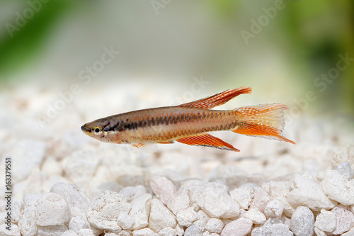 Lagos Red Killifish Male aquarium fish Killi Aphyosemion bitaeniatum 
 photo