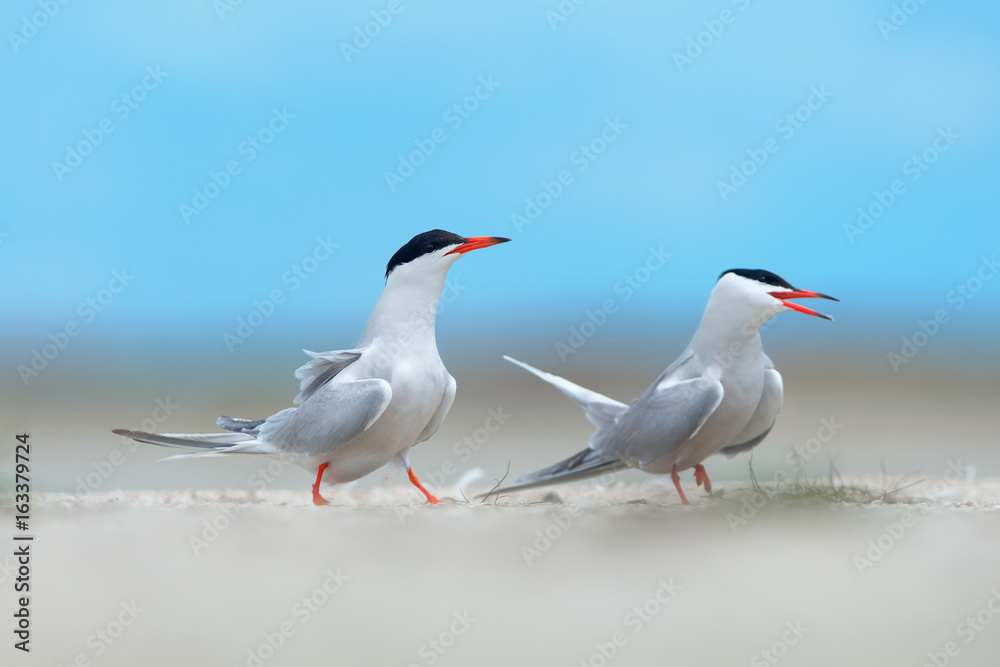Pair of common terns (Sterna hirundo)