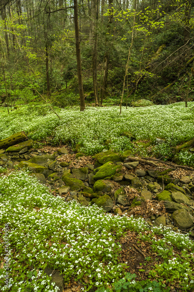 Phacelia, Spring, Great Smoky Mountains NP