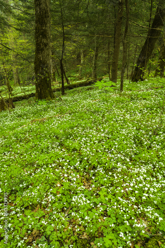 Phacelia, Spring, Great Smoky Mountains NP