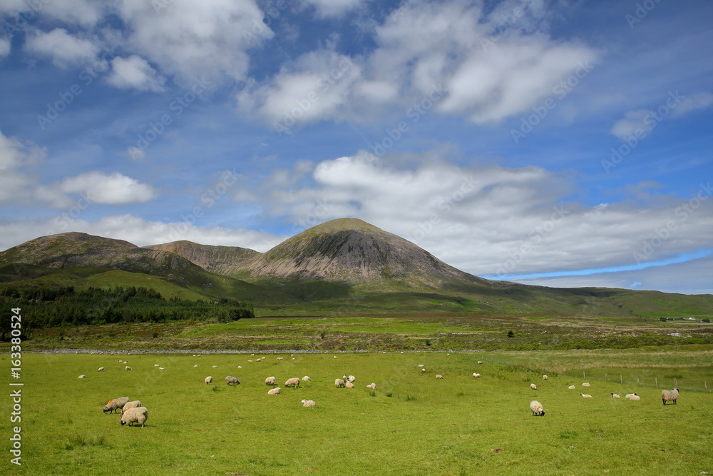 View of the Beinn na Caillich mountain (Red Cuillin Hills) from the road between Broadford and Torrin with sheep in the foreground, Isle of Skye, Highlands, Scotland, UK