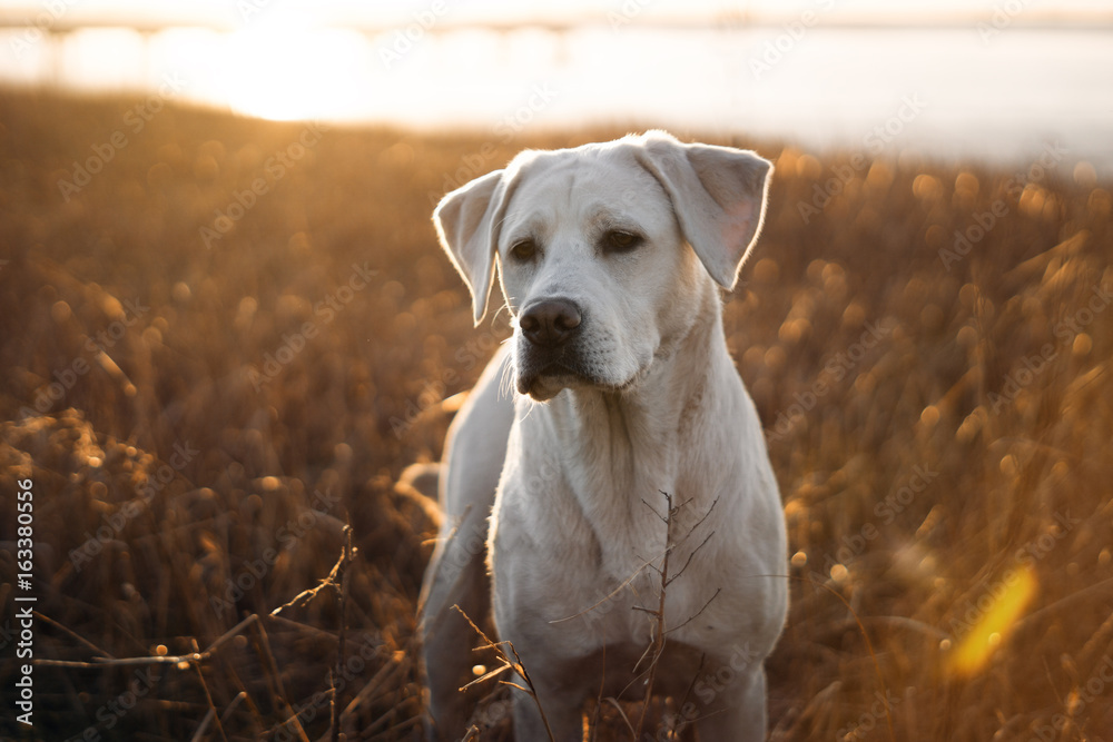 Junger Labrador Retriever Hund Welpe am Strand in Dünen bei Sonnenuntergang vor dem Meer 