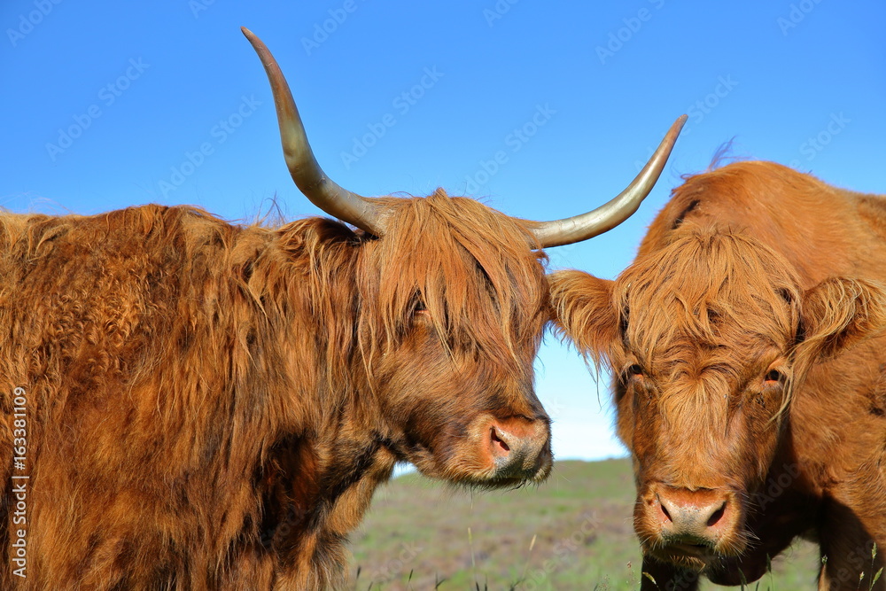 Highland cows near Elgol, Isle of Skye, Highlands, Scotland, UK