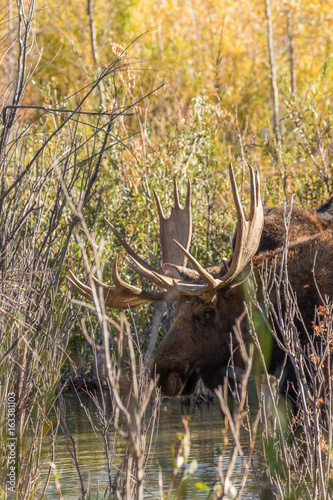 Bull Moose in Autumn