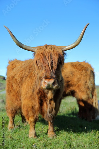 A Highland cow near Elgol, Isle of Skye, Highlands, Scotland, UK