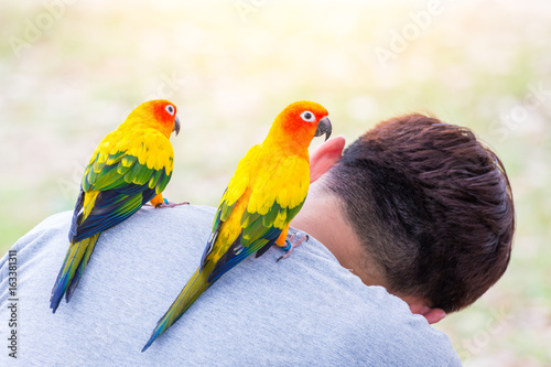 couple macaw on the shoulder of a man, yellow and green macaw, Intimacy of people and macaw.