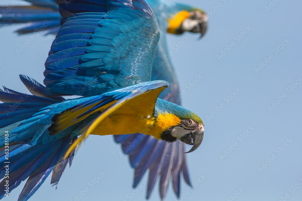 Fototapeta premium Blue and gold macaw (Ara ararauna). Parrot birds flying. Wildlife image with copy space.