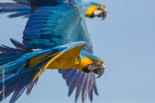 Blue and gold macaw (Ara ararauna). Parrot birds flying. Wildlife image with copy space.