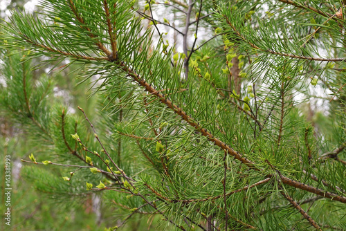 Very beautiful spruce branches.