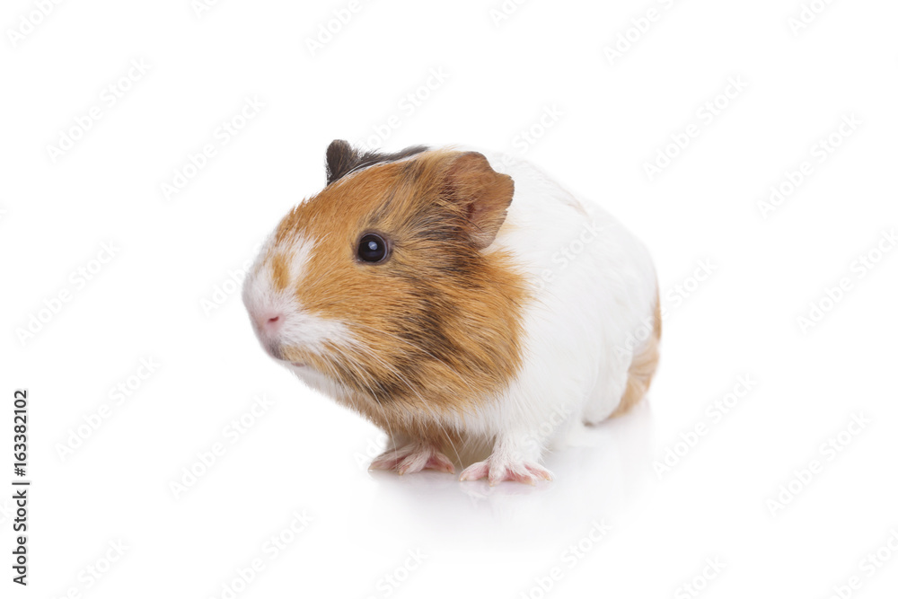 portrait cobaye cochon d'Inde sur fond blanc portrait cobaye cochon d'Inde sur fond blanc