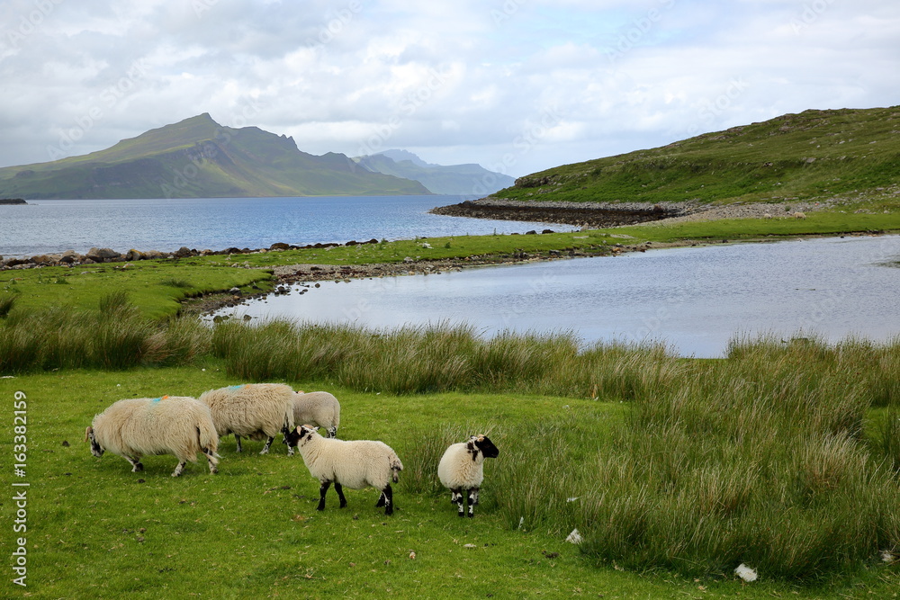 Obraz premium View from the An Aird peninsula towards the mountain Ben Tianavaig with sheep in the foreground, Isle of Skye, Highlands, Scotland, UK