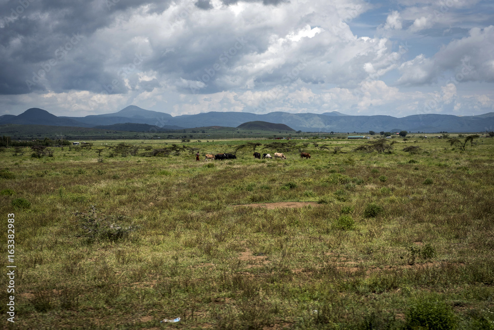 Cattle grazing on a savanna in Great Rift Valley
