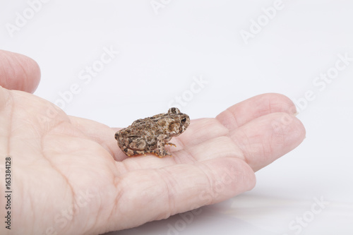 Miniature toad on a hand. Mini toad isolated on white background.