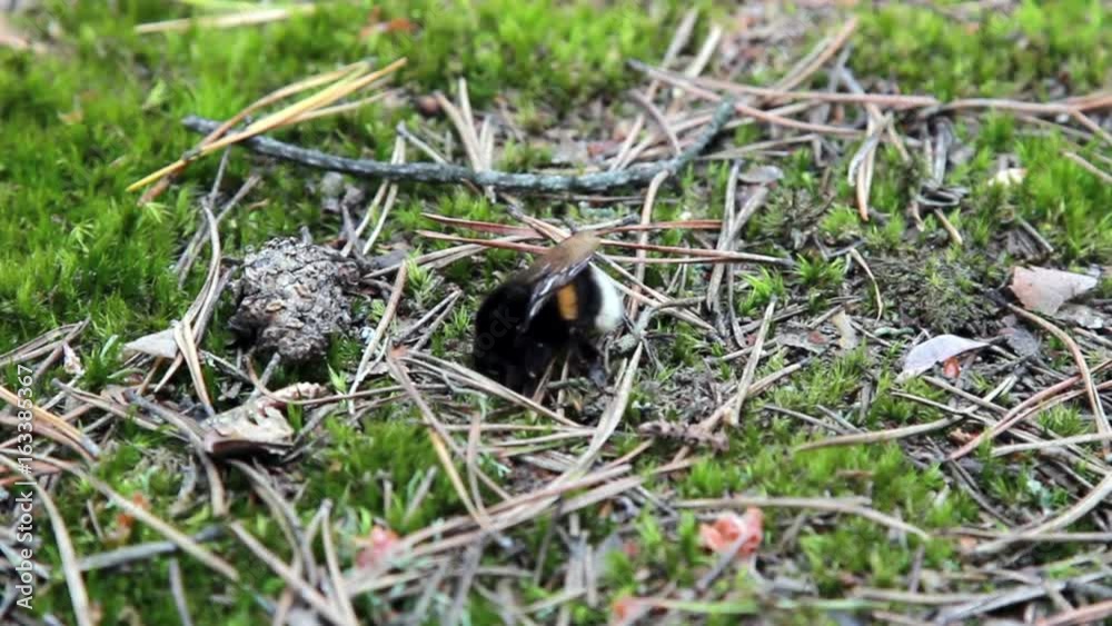 Big Bumblebee Working On The Mossy Ground In The Forest Big Bumblebee Working On The Mossy Ground In The Forest
