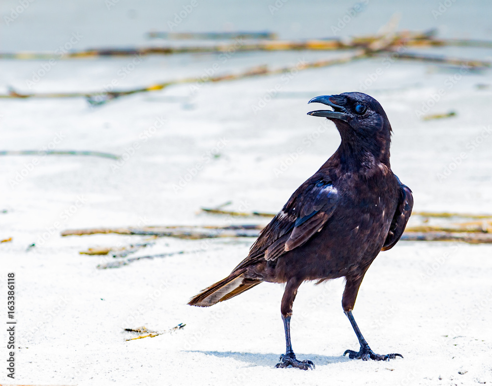 Fototapeta premium Crow Bird