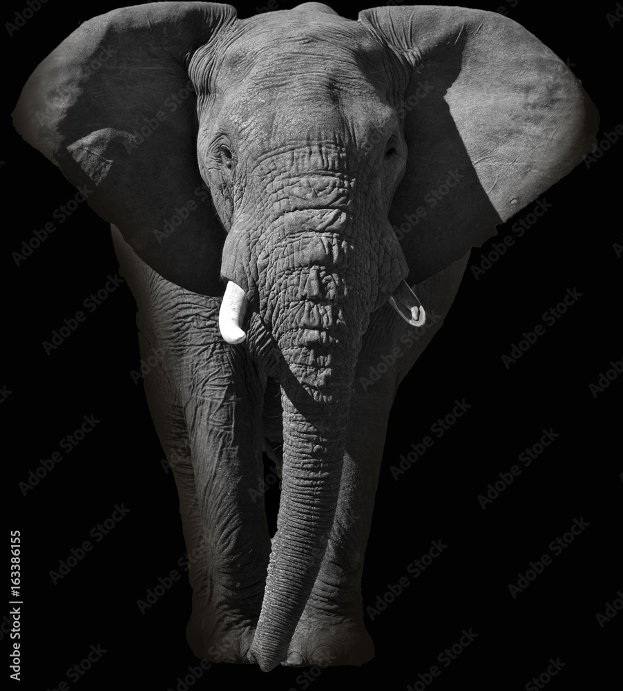 Fototapeta premium Huge African elephant portrait