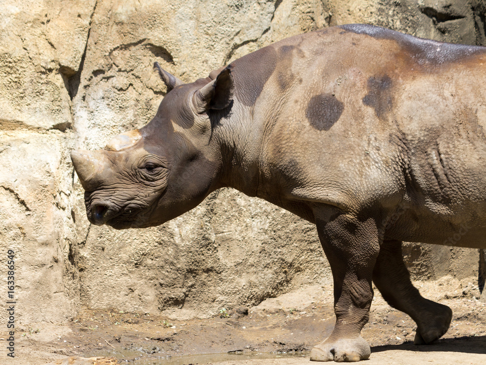 Fototapeta premium rhinoceros
