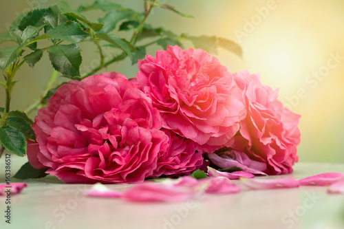 beautiful fluffy pink roses are on the table  toned.